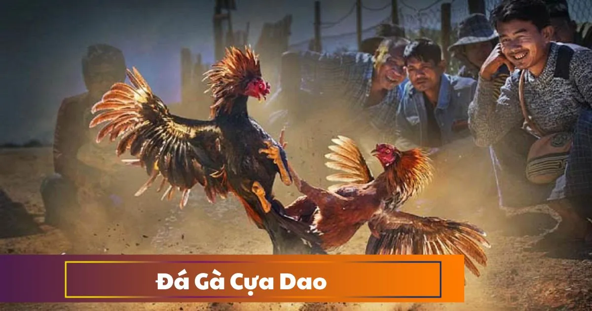 Đá gà cựa dao là gì? Sự khác biệt so với đá gà truyền thống