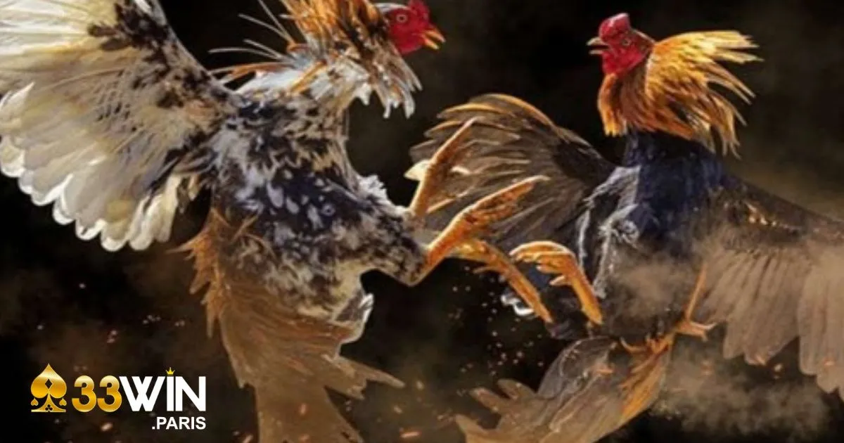 Cách nhận biết chiến kê có lợi thế