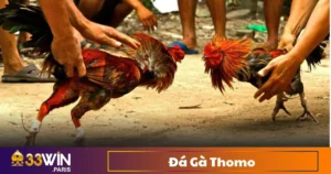 Đá Gà Thomo - Trường Gà Đẳng Cấp Châu Á Trên 33Win 9