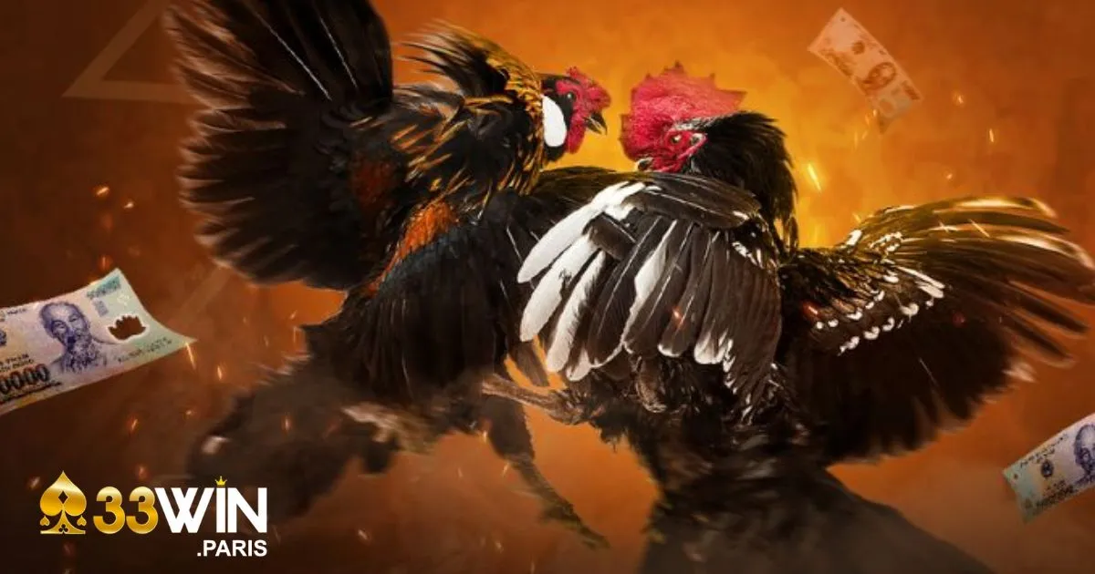 Cách đặt cược đá gà Thomo trên 33Win